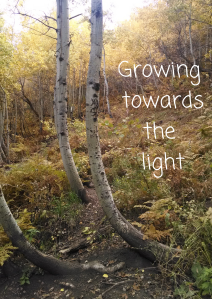 Growing  towards light